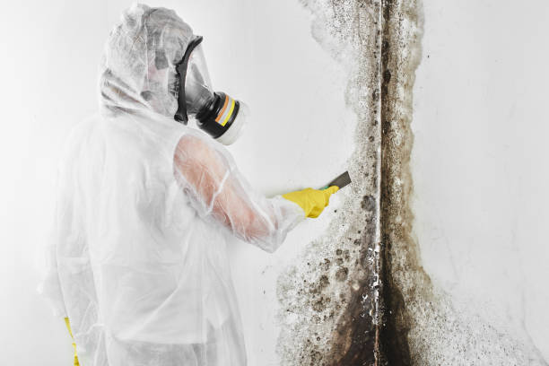 Best Attic Mold Removal  in Union City, OH