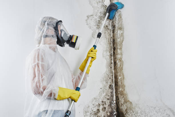 Best Residential Mold Removal  in Union City, OH