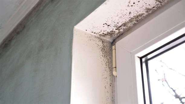 Best Affordable Mold Removal  in Union City, OH