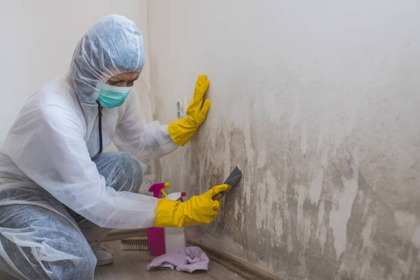 Best Best Mold Removal Companies  in Union City, OH