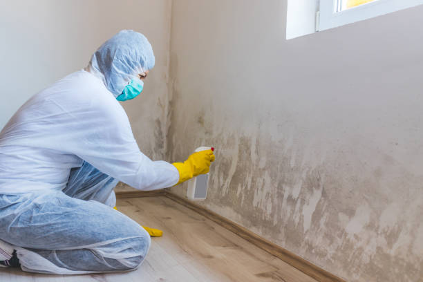 Certified Mold Removal in Union City, OH