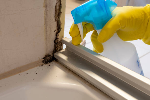 Best Toxic Mold Removal  in Union City, OH