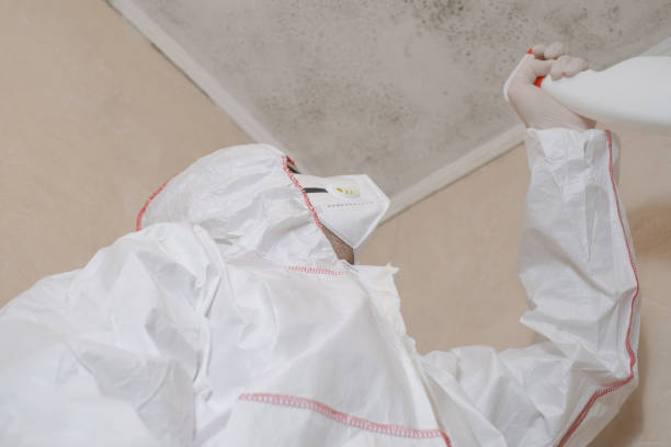 Best Commercial Mold Removal  in Union City, OH