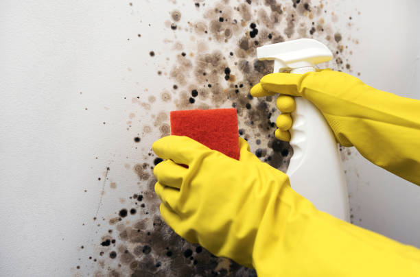 Best Black Mold Removal  in Union City, OH