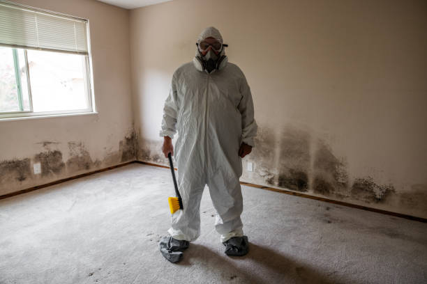 Best Toxic Mold Removal  in Union City, OH