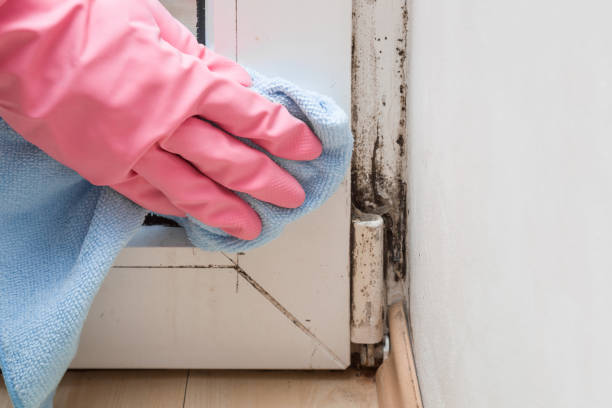 Best Local Mold Removal Service  in Union City, OH