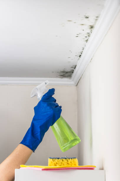 Best Affordable Mold Removal  in Union City, OH